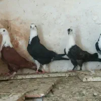 کفتر پرشی کلاغ کربلایی کاکلی طوقی هفت رنگ سرخ