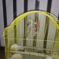 عروس هلندی