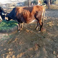 ماده گاو چاق فروشی