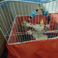 عروس هلندی سخنگو