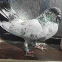 نر شیخ بلند و کشیده