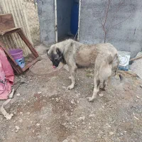 سگ سراب یکساله