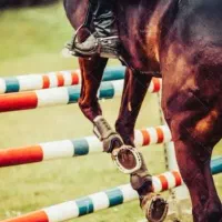 آموزش سوارکاری|خدمات آموزشی|تهران, شهرک چیتگر|دیوار