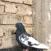 کبوتر سینه سیاه|پرنده|مرودشت, تخت جمشید|دیوار