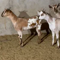 بزغاله و بالغ