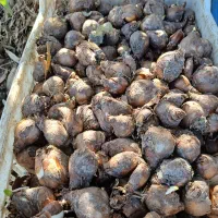 پیاز گل نرگس نوع شهلا