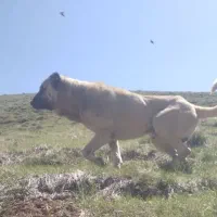 سگ سرابی