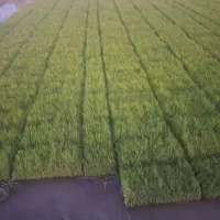 بذر شلتوک پاکوتا
