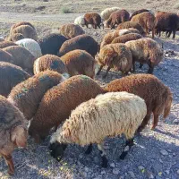 غزل افشار فروشی