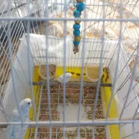 یک جفت مرغ عشق