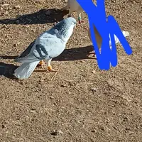 کبوتر بدرنگ روشن|پرنده|بوئین زهرا, |دیوار