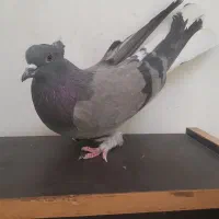 کبوتر اصفهانی