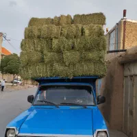 کاه گندم فروشی