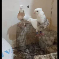 طوقی|پرنده|زابل, |دیوار