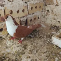کفتر|پرنده|تایباد, |دیوار