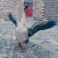 قو غاز