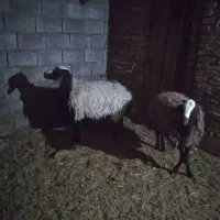 میش شال با بره سبک|حیوانات مزرعه|اردکان, |دیوار