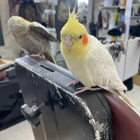 عروس هلندی رام و دستی سخنگو