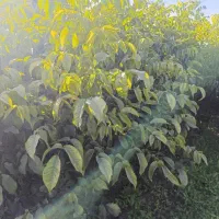 نهال گردو مناسب اقلیم های مختلف ایران|خدمات باغبانی و درختکاری|سنندج, |دیوار