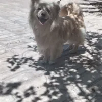 سگ پامر نر