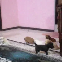 واگذاری سگ شیتزو مالتیز