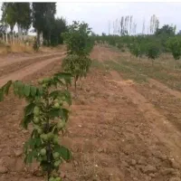 نهالستان تولید ریشه های خوشه ای