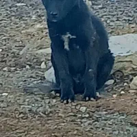 توله سرابی قدرجان ۲ ماهه