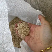 بورس انواع محصولات شالیزارهای غرب گیلان