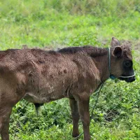 گوساله نر