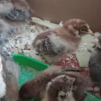 جوجه یک ماهه|حیوانات مزرعه|املش, |دیوار