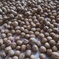 گردو درجه یک|عمده‌فروشی|عنبرآباد, |دیوار