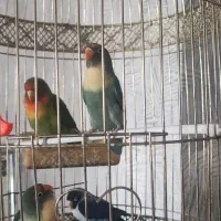 پرنده