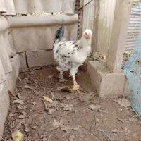 خروس|حیوانات مزرعه|رشت, فرزانه|دیوار