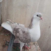 ساده ماده
