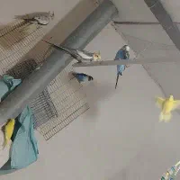 طوطی برزیلی مرغ عشق مولد باتخم وجوجه معاوضه باهرچی|پرنده|کرج, فاز ۵ مهرشهر|دیوار