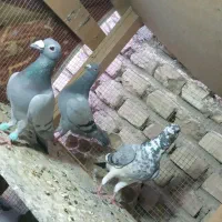 یک کوله کفتر