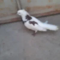 کفتر|پرنده|بافق, |دیوار