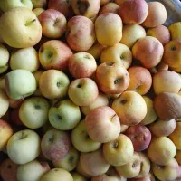 سیب انگور سرکه ای آلو سیاه لواشکی میوه فروشی|خوردنی و آشامیدنی|اصفهان, کوجان|دیوار