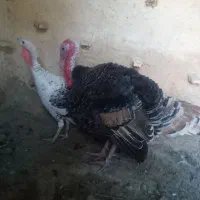 فروش بوقلمون