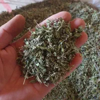 آویشن کوهی