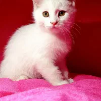 توله بچه گربه بریتیش / نقدی و چکی