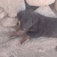 سگ نگهبان دوبرمن|سگ|کوهمره, |دیوار