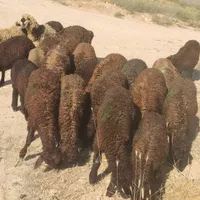 بره نر