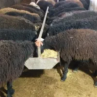 گوسفند زنده