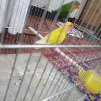 ۱جفت کوتوله برزیلی با تمامی تجهیزات