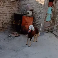 بره ماده اصیل
