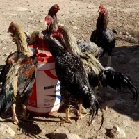 تخم مرغ لاری