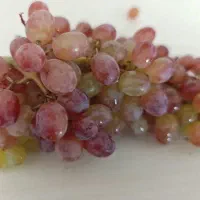 فروش انگور