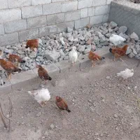 جوجه مرغ