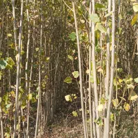 فروش نهالستان صنوبر درجه یک.|عمدهفروشی|میاندوآب, |دیوار